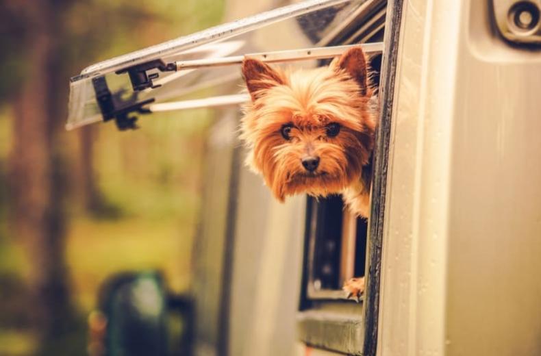 Cane curioso sporge la testa dal finestrino di un camper nel bosco.