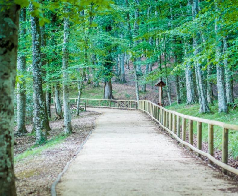 Sentiero nel bosco con staccionata, immerso in una foresta verde e rigogliosa.